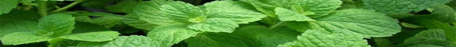 Granita al gusto di menta