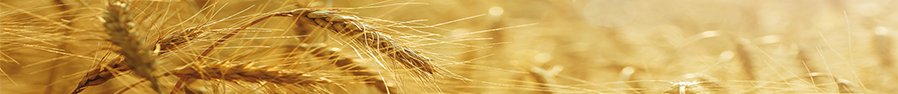 Orzo per distributori automatici